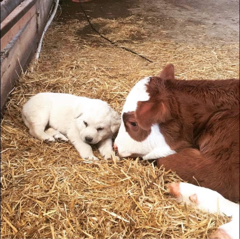 Mansur Çiftlik - Kapak